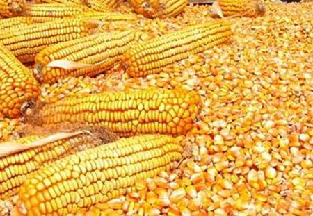 部分贸易商出货避险 高度关注玉米拍卖政策