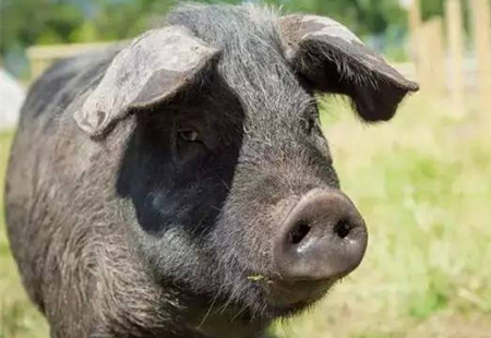 种公猪的营养管理对其精液质量的影响？