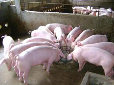 安徽蒙城签约投资10亿元“生猪大单”