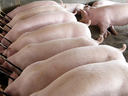 农业部颁布两家遗传改良计划种公猪站