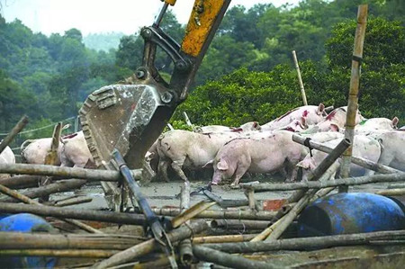 养猪业大地震：禁养政策“搅翻”生猪行业，未来如何重生？