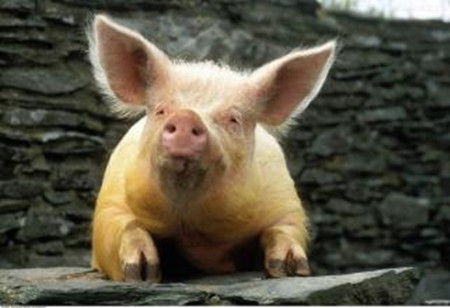 双汇发展一季度屠宰生猪下降16.61%