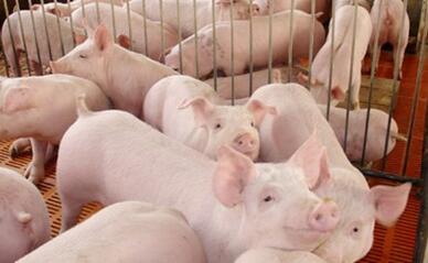 标准化养猪、生态养猪、特色养猪这些补贴您适合哪个？