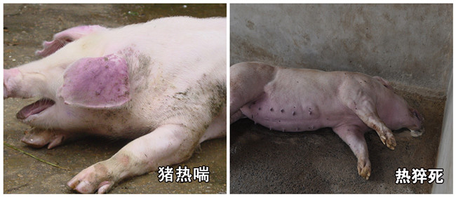 猪易遭受热性病危害，夏天尤其严重