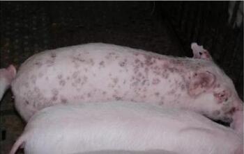 猪皮炎与斑疹的鉴别