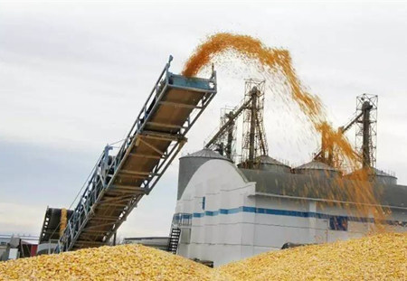 供给侧改革见成效 储备玉米拍出高溢价