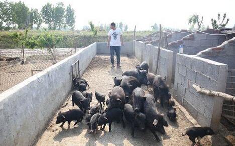 山东大学生“猪倌”：养殖藏香猪年赚20万