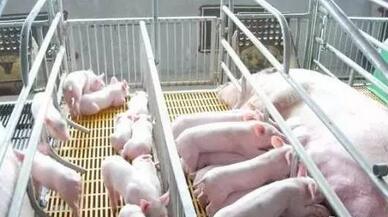 断奶仔猪饲料中加入酸化剂进行酸化的饲料效果