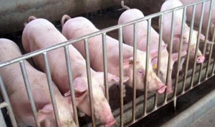 冯永辉：前期压栏的大猪多 猪价跌至14.3元/公斤