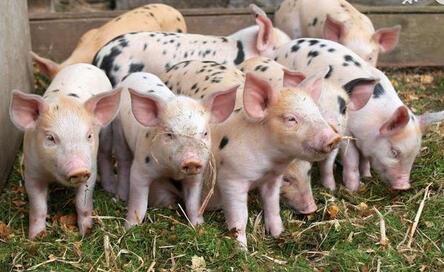养猪人注意：生猪养殖震荡加剧，2018年猪价或大跌！