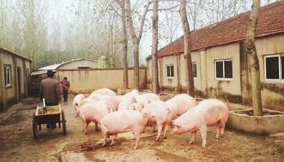 环保禁养限养政策下猪场的新出路 牛猪时代呼之欲出