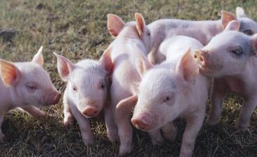 离最高价下跌3元 养殖户不得不知的“猪周期”现象！