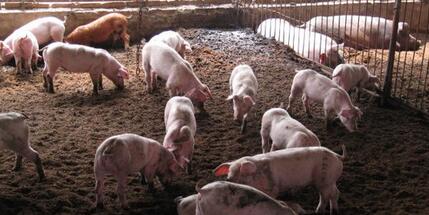 猪肉价格创22个月以来新低 5月可能还会降