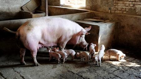 养殖户需知：市场猪价一跌再跌，这是在警告什么？