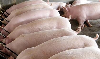 未来生猪供应能力只强不弱 进口猪肉也不可小觑