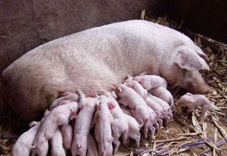 王爱国：提高母猪生产效率关键技术！