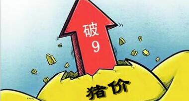 中国投资人中心合伙人陈宇飞：猪价可能冲高9元/斤