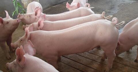 猪价上涨拐点已过 生猪价格什么时候上涨回暖？