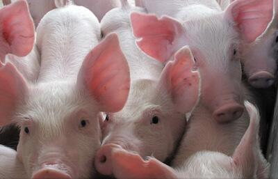 这个管理局生猪年饲养量达120万头，产值近20亿元
