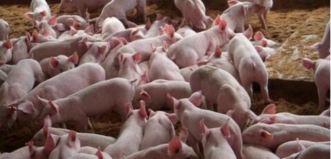 猪价暴跌，进口猪肉、走私猪肉、屠企压价，猪周期持问题续发酵