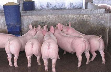 应该从哪些方面预测猪价下跌？