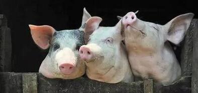 养猪人坚持住，发改委监测信息显示，猪价或还能上涨！