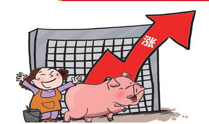 东北猪价上涨，能否挽救全国猪价的下跌趋势？
