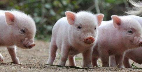 未来几年养猪猪场托管可行吗