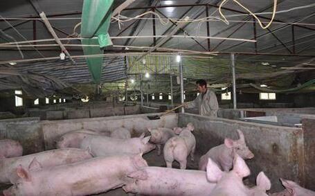 年出栏肥猪1500头，养殖户给大企业做生猪代养能挣多少钱？