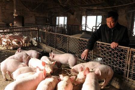 中国人现在吃的猪肉，可能真的还不如一百年前？