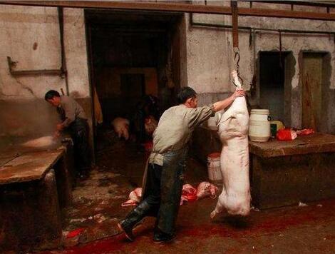 全国取缔3583个生猪屠宰点，对于农村养殖业是好事还是坏事？