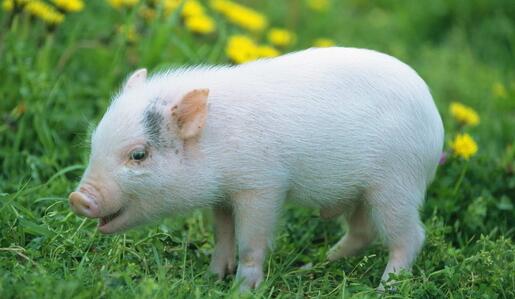 屠宰企业收猪难度正在增加 近期会出现小幅反弹？