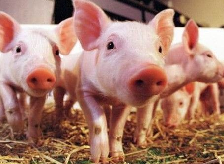 以“豪华”待遇养猪：一个电器推销员的生态农业梦