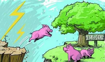 猪市涨了又跌，端午节能不能带动猪价上涨？