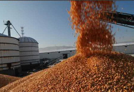 东北深加工企业续享玉米拍卖“新福利”