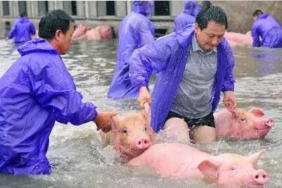 暴风雨来袭时，猪场内涝如何解决？