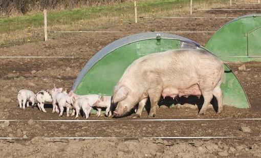 母猪饲养管理要点，让猪场“生产机器”更挣钱