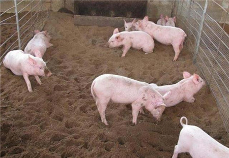 我国的养殖效率之所以不高，主要还是养殖户要干的活太多，有的时候从早忙到晚都有干不完的活，比如说喂猪，清理猪粪，购买饲料等等。那么有没有一种养殖方法能减少养殖户的劳动强度呢?答案是肯定的，那就是存在已久的懒汉养猪法，所谓的懒汉养猪法那就是发酵床养猪。发酵床养猪最主要的特点就是实行养猪污染“零排放”，不需要清理猪粪，让猪粪自行发酵转化为有机物，听起来确实不错，我们可以看看这懒汉养猪法具体是怎么操作的。