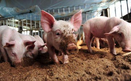 猪肉大量进口，国内猪肉市场出路在哪？