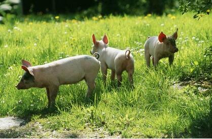 强化粪污资源利用 生猪养殖继续北上——农业部发布会，你看懂了吗