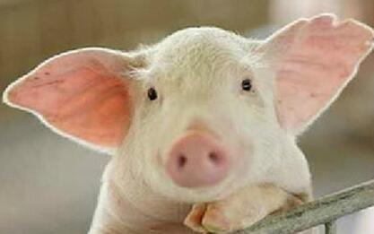 养猪业醉了：猪肉价格大跌25% 部分企业做好减产止损准备