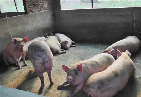 90%的小猪场都可能存在的问题，猪场不赚钱往往在此