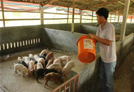 90%的小猪场都可能存在的问题，猪场不赚钱往往在此