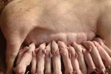 母猪产仔多的情况下，如何做好仔猪寄养分群