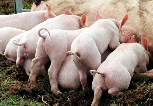 母猪各个时期喂料不一样，限位栏不要让母猪一直待