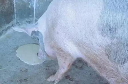 引起猪呕吐的传染病及其防控措施
