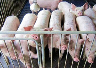 专家：短期生猪价格温和下降 合理调整存栏结构