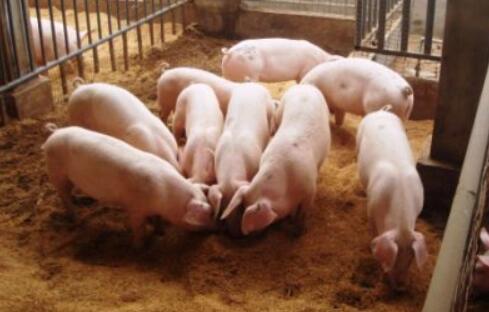 农业市场:猪肉6块多1斤！时隔两年山东滕州猪价再度“破七”