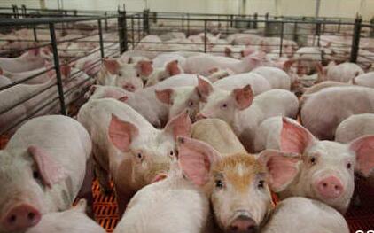 一头猪的利润已经不足300元 养殖户不能在恐慌了
