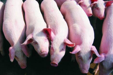 合川：规模化发展，力争今年生猪出栏量超过120万头